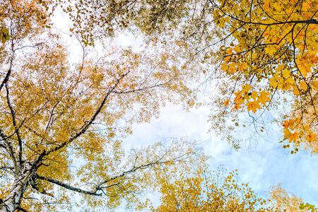Tree Service Shueyville IA