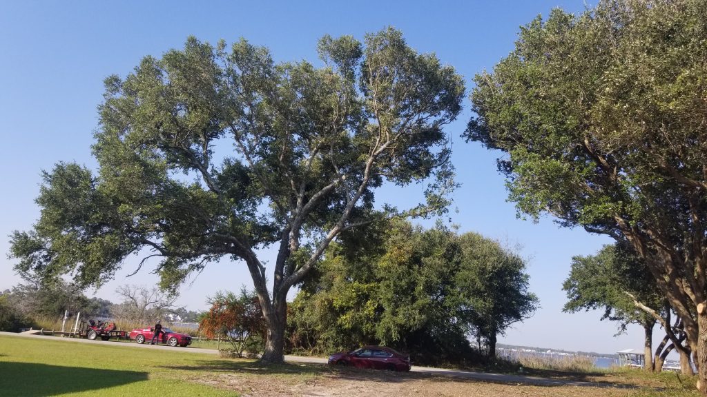 Tree Service South Amana IA