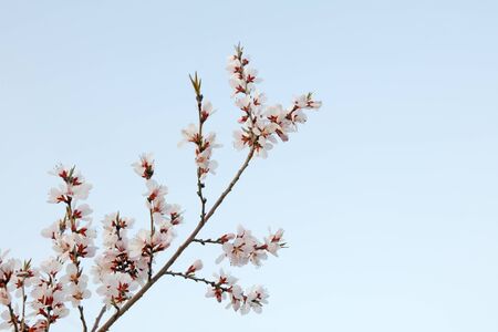 Tree Service Springville IA