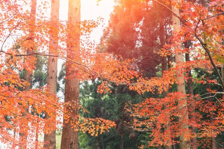 Tree Service Tipton IA