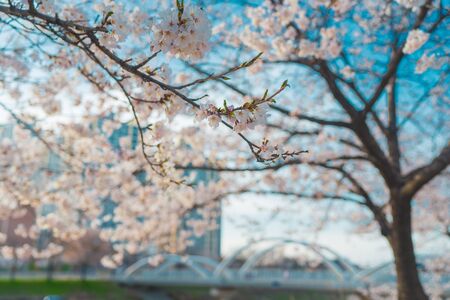 Tree Service University Heights IA