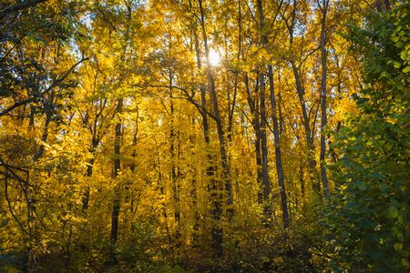 Tree Service West Liberty IA