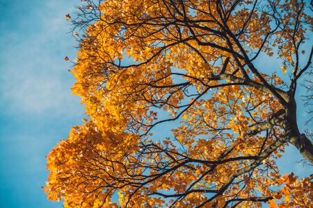 Tree Service Williamsburg IA