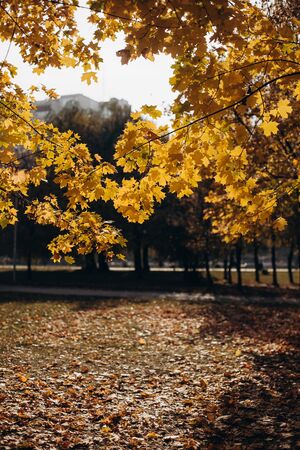 Tree Service Wilton IA