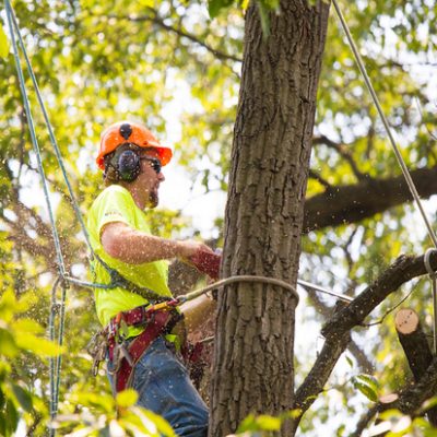 climber-trimming-tree-oehv96ao41lf4z01okxavg7zf9o3pg0u9crbteuk68