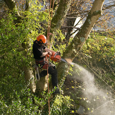 What is the Cheapest Time of the Year for Tree Removal?