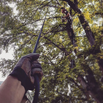 roping for tree cutting